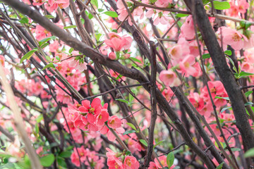 Spring pink flowers on the blooming  tree in a park. Close up