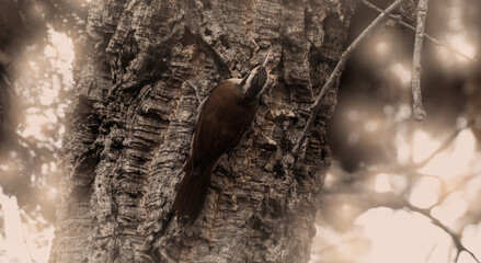 A bird on a tree trunk