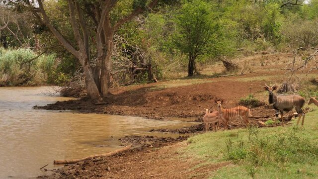 Nyala and Impala antelope cautiously approach water hole to drink
