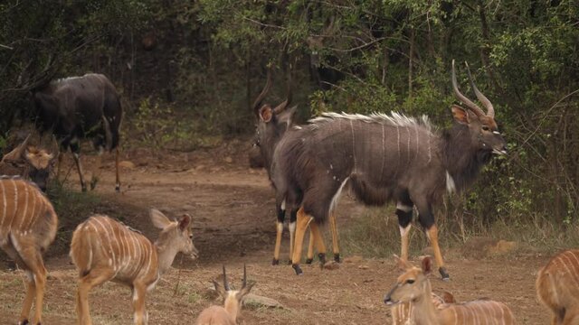 Healthy herd of Nyala Antelope emerge from African bush into clearing