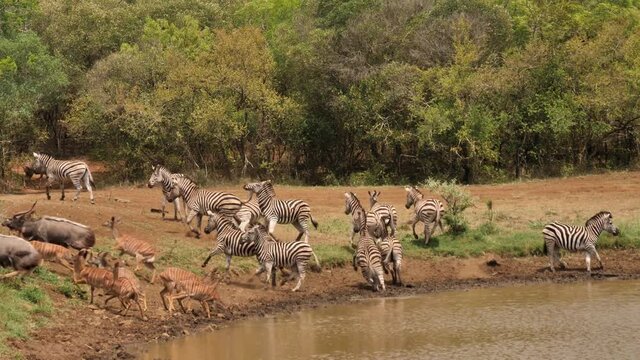 Dazzle of Zebras drinking at muddy African water hole become startled