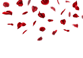 Falling red rose petals isolated on white background. Romantic wedding valentine abstract vector illustration.