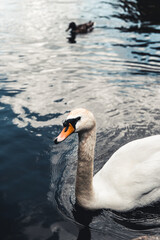 Mute swan and ducks in the background. Taken in Prater, Vienna. The lake used to be a billabong of the Danube river.