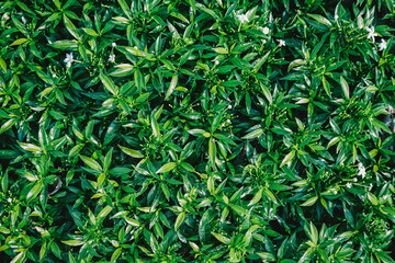 Fototapeta premium Natural green background of green leaves with vintage filter
