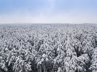 Drone view of a beautiful fairy-tale snowy winter coniferous forest. Beautiful winter landscape
