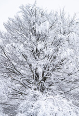 Snowy beech forest in winter in Puerto de Opakua, in the Sierra de Entzia Natural Park. Alava. Basque Country. Spain.Europe