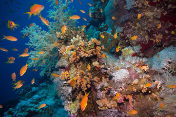 Plakat Coral and fish