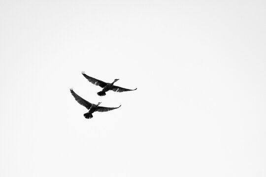 Couple of cormorant brids floating in air in the white sky background