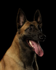 malinois on a black background