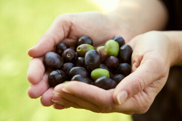 The farmer shows in his hands the olives harvested from the olive tree                      