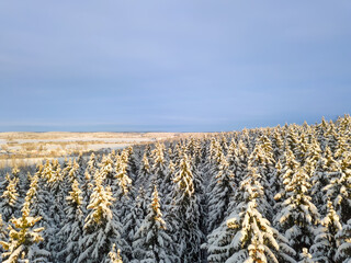Drone view of a beautiful winter snow-covered forest in the sun with a blue sky. Beautiful fairy...