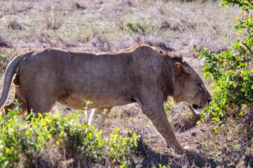 Young male lion in the African savannah and guarding his territory