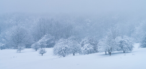 Espino Albar and Beech Forest in the Raso de Opakua snowed in winter in the Port of Opakua, in the Natural Park of the Sierra de Entzia. Alava. Basque Country. Spain.Europe