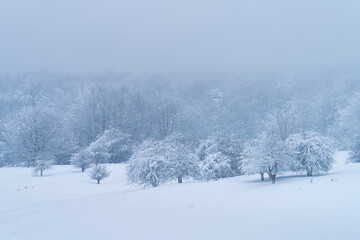 Espino Albar and Beech Forest in the Raso de Opakua snowed in winter in the Port of Opakua, in the Natural Park of the Sierra de Entzia. Alava. Basque Country. Spain.Europe