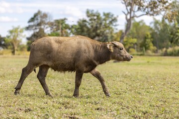 A Young Buffalo In The Field, Udon Thani, Thailand.