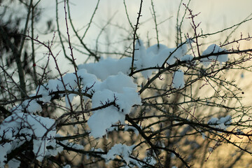 Snow on branches with sunset colors in the background