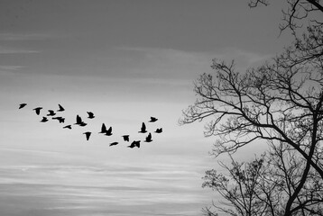 Flock of birds on a winter sunset with trees on the right side, black and white photo
