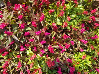 pink flowers in the garden