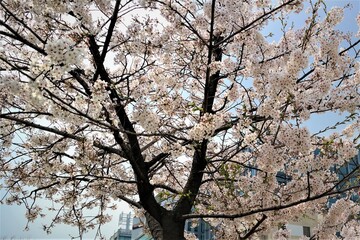 Cherry blossom in spring