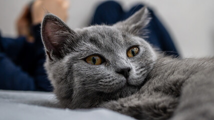 British cat, portrait kitten on a colored blur background
