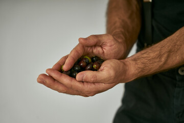 The farmer shows in his hands the olives harvested from the olive tree                      