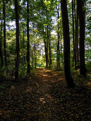 Obraz premium Path in the dark forest. Shadows of the trees in sunshine