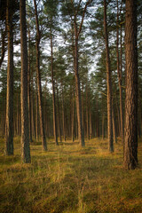 Obraz premium trees in forest 