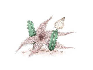 Illustration Hand Drawn Sketch of Stapelia Gigantea Cactus, Zulu Giant, Carrion Plant or Toad Plant with Flower, A Succulent Plants with Sharp Thorns for Garden Decoration.
