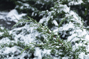 Spruce branches in the snow.