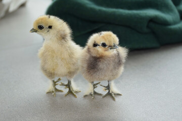 Kücken von Seidenhühnern