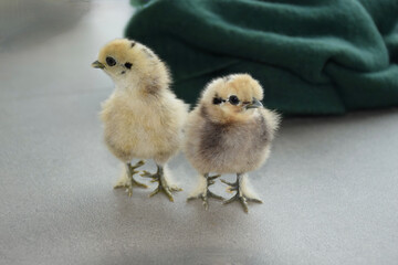 Kücken von Seidenhühnern