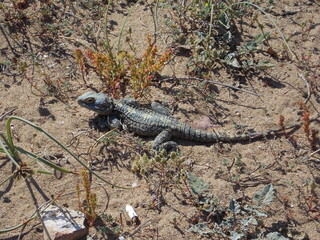 lizard sandy soil dry grass hot day