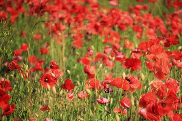 Obraz premium Papaveri rossi