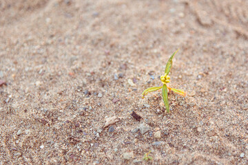 Arrière plan, texture sable de plage avec petite pousse de feuille verte, bannière pour écriture