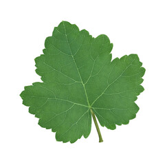 Fototapeta premium Green vine leaf isolated on white background close-up.