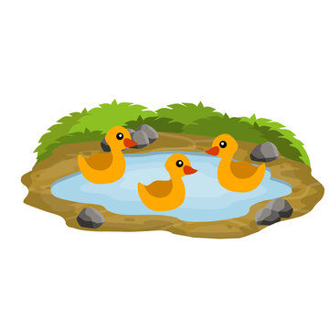 Ducks in the pond. Chicken swims in lake. Animal in wild and forest. Child of a bird in water. Flat cartoon.