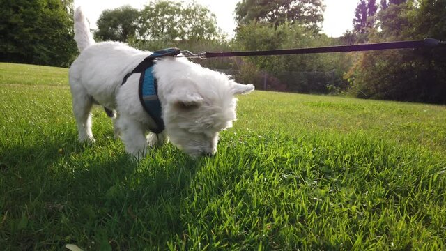 Adorable westie dog, white west highland terrier, on leash urinates and kicks up grass. 4k slowmotion.