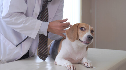 Veterinarian doctor and a labrador puppy at vet ambulance