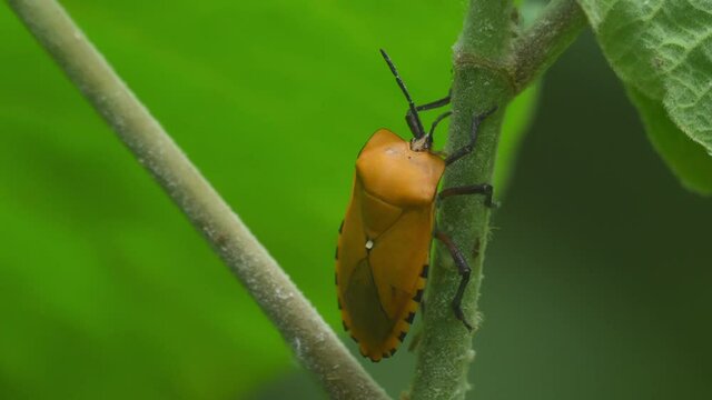 Giant Shield Bug, Tessaratomidae, Kaeng Krachan National Park, Thailand; seen sticking on a stem within the plant, some small insects moving under it and suddenly moves with its antennae.