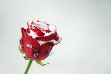 rote Rose im Schnee