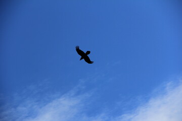 eagle in flight