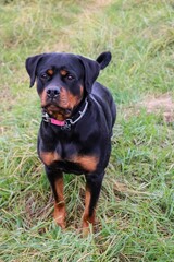 Beautiful feminine rottweiler dog in the field