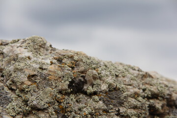 moss on rock