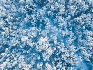 Snow in forest. Moscow region landscape. Aerial view