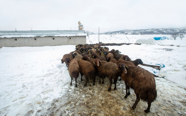 Turkey - Bingol sheep bred in the area and the small fry of lamb.