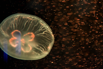 Colorful jelly fish in dark sea.