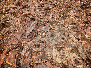 Background wood bark tree bark