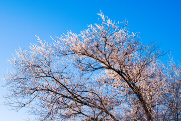 Fototapeta na wymiar snow-covered in a hoarfrost tree against a blue sky background