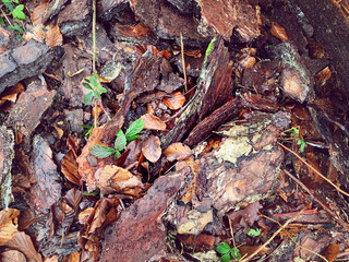 Background wood bark tree bark