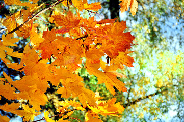 Autumn landscape with beautiful yellow maple leaves.